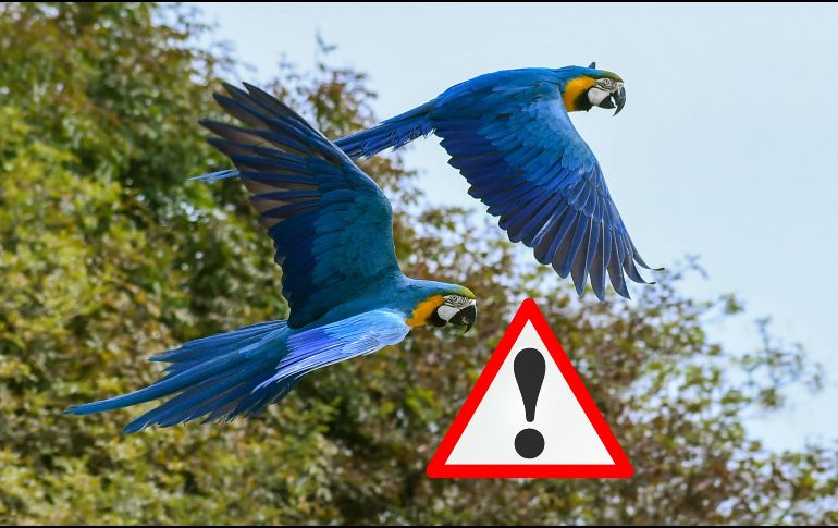 Además de las altas temperaturas, que son el principal factor que provocó que los pájaros tropicales desaparezcan, también están los cambios en su proceso reproductivo. CANVA / ESPECIAL