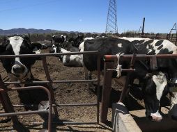 Ante los cierres en la frontera, se ha elevado la preocupación entre los ganaderos locales, quienes advierten que el cierre tiene consecuencias económicas severas. EFE / L. Torres