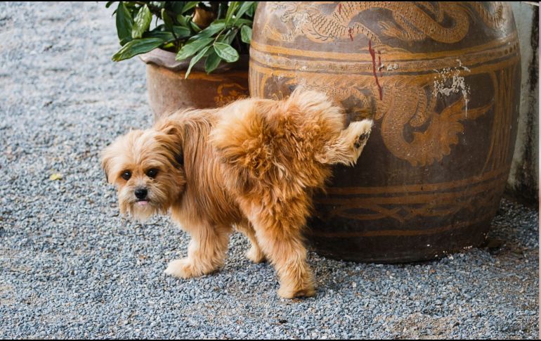 Comprender cuáles los atraen permite tanto prevenir accidentes en casa como facilitar su entrenamiento de manera más efectiva. CANVA