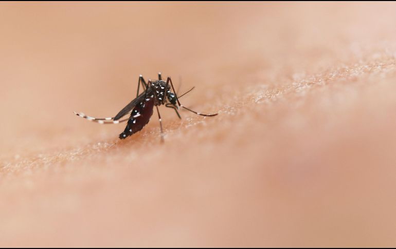 Desde enero pasado, en la entidad se han implementado acciones para controlar la propagación de la enfermedad. UNSPLASH