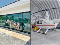 Una cebra y un helicóptero fueron asegurados durante el cateo a la residencia en Altozano, Tabasco. ESPECIAL