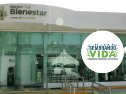 Además de mejorar la producción, estos sistemas disminuyen el riesgo económico al reducir la dependencia de un solo cultivo, promueven la recuperación de suelos y fomentan la sostenibilidad alimentaria. CANVA / SECRETARÍA DEL BIENESTAR