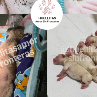 Piden ayuda para salvar a Cereza, perrita embarazada que sobrevivió a explosión de pipa en Iztapalapa