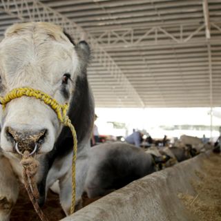 Pese a presencia del gusano barrenador, se reducen recursos para sanidad e inocuidad