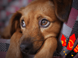 La pirotecnia causa estrés, miedo y ansiedad en perros, provocando temblores, taquicardia, accidentes e incluso problemas de conducta. Pixabay/ESPECIAL