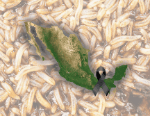 Seis personas se encuentran en tratamiento ambulatorio debido a la mejoría que han presentado, y 39 pacientes fueron dados de alta por mejoría. ESPECIAL / CANVA