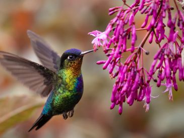 Preparar néctar casero para colibríes es una práctica sencilla que no solo ayuda a estas aves a obtener energía, sino que también permite disfrutar de su presencia de manera segura y responsable. CANVA