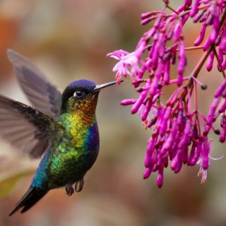 Cómo preparar nércar para colibrí y cada cuánto hay que cambiarlo