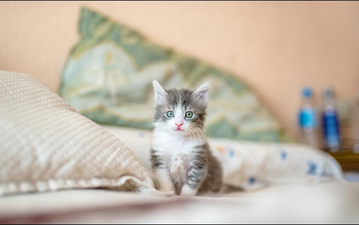 La convivencia con los gatos puede ser más agradable manteniendo la higiene y la salud del hogar. UNSPLASH.