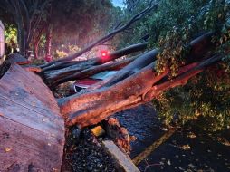 En la Cruz Roja del Parque Morelos cayeron tres árboles de gran tamaño, rompiendo incluso el concreto de la banqueta. CORTESÍA