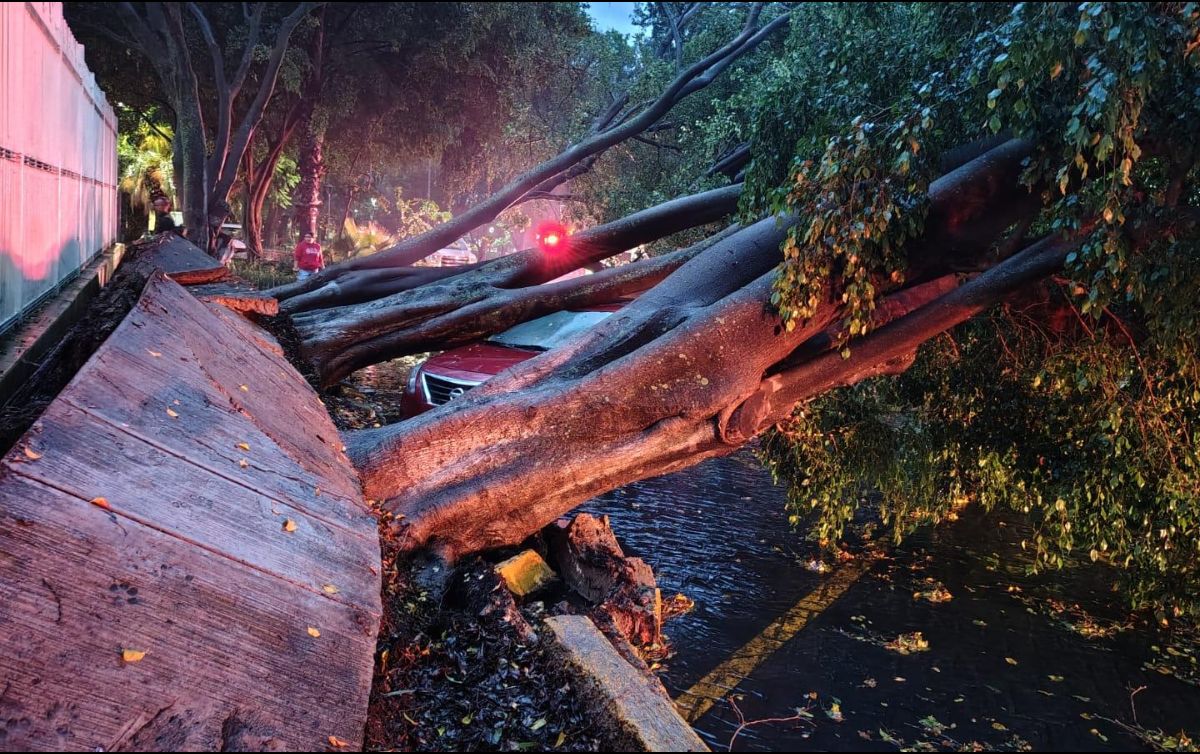 En la Cruz Roja del Parque Morelos cayeron tres árboles de gran tamaño, rompiendo incluso el concreto de la banqueta. CORTESÍA