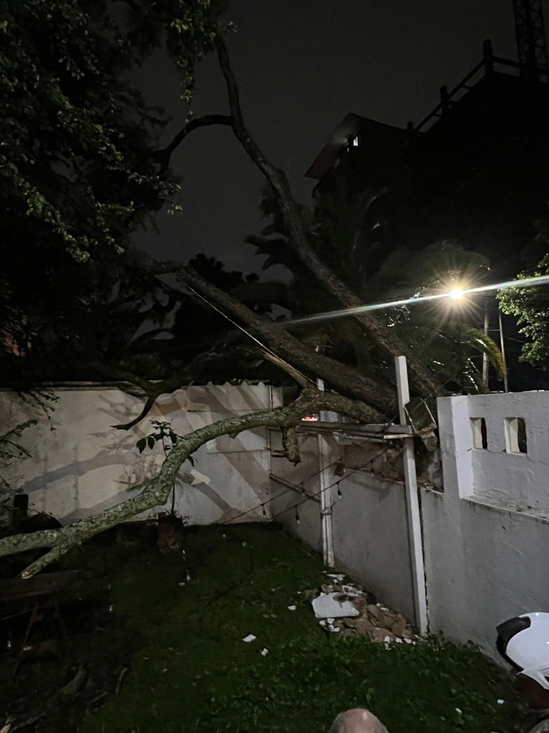 Otros puntos también reportaron daños por árboles colapsados. CORTESÍA 