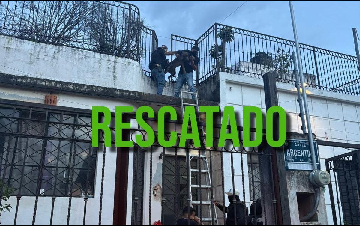 Un perro fue rescatado luego de que fuese abandonado en un domicilio de la colonia Moderna. ESPECIAL