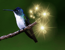 La agresiva defensa de su territorio nos enseña sobre la importancia de establecer y mantener límites saludables en nuestras propias vidas. EFE / ARCHIVO