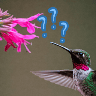¿Qué tipo de flores usar para atraer colibríes a tu jardín?