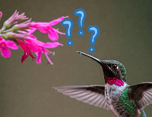 Aquí te decimos cuáles son las flores apropiadas para colocar en tu jardín. ESPECIAL / CANVA