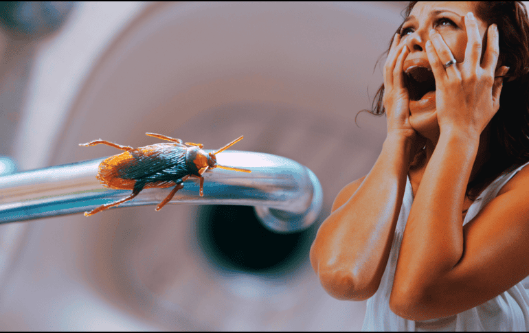 Los restos de comida son la primera invitación para que los insectos entren a la cocina. ESPECIAL / CANVA