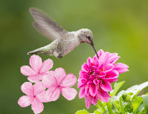 Si quieres atraer colibríes, estas son las flores que debes de colocar. ESPECIAL / CANVA