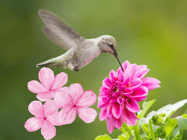 Si quieres atraer colibríes, estas son las flores que debes de colocar. ESPECIAL / CANVA