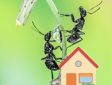 La presencia de estos bichos en casa puede ser un indicador positivo para la energía de tu hogar. UNSPLASH / A. Qourti