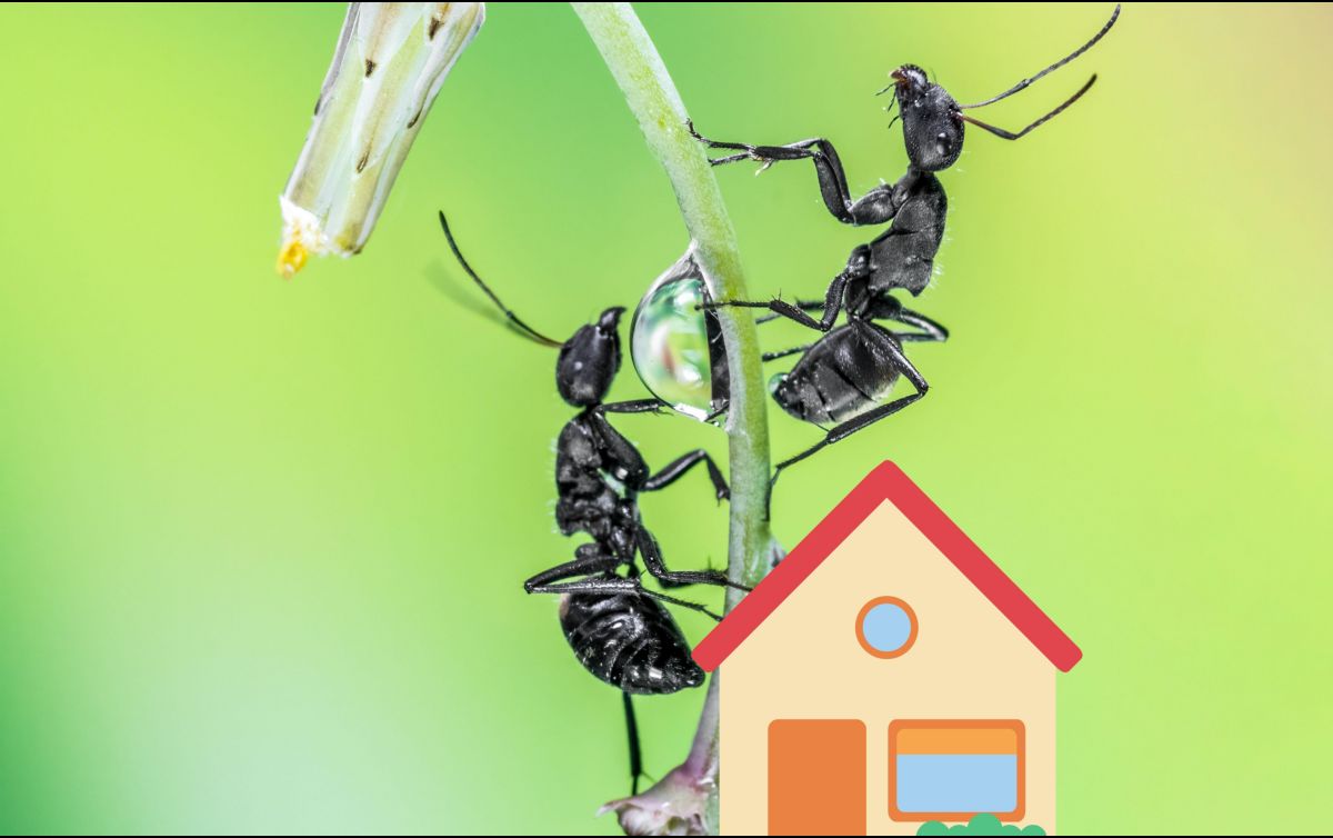 La presencia de estos bichos en casa puede ser un indicador positivo para la energía de tu hogar. UNSPLASH / A. Qourti