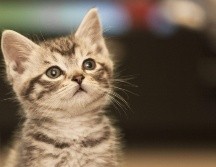 Es fundamental conocer cuáles son los alimentos que debes mantener lejos de tu gato. CANVA