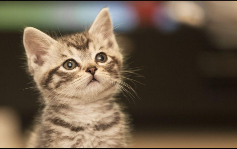 Es fundamental conocer cuáles son los alimentos que debes mantener lejos de tu gato. CANVA