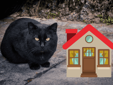 En ocasiones se asocia a los gatos negros con supersticiones y creencias populares. ESPECIAL / CANVA