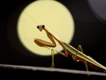 Esto podría significar el ver a una mantis religiosa en tu casa o jardín. AP / ARCHIVO