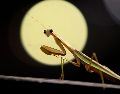 Esto podría significar el ver a una mantis religiosa en tu casa o jardín. AP / ARCHIVO