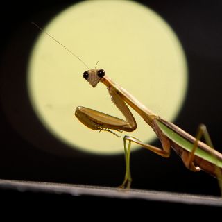 ¿Qué significa que una mantis religiosa entre a tu casa?