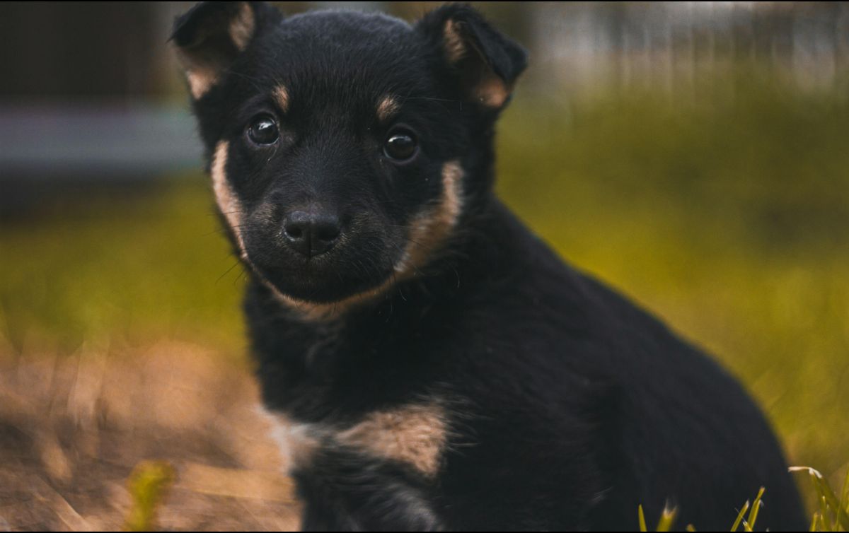 Te compartimos los nombres caninos que más se repiten este año, perfecta para inspirarte si estás buscando el apodo ideal para tu nuevo compañero peludo. Unsplash