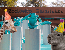 Si planeas aprovechar esta increíble promoción, te recordamos que el Zoológico Guadalajara se encuentra muy cerca de la Barranca de Huentitán. EL INFORMADOR/ ARCHIVO