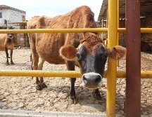 México es uno de los principales proveedores de ganado bovino en pie hacia Estados Unidos, con exportaciones que superan el millón de cabezas al año. EL INFORMADOR / ARCHIVO