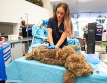 Esta mañana fue presentada la licenciatura en Medicina Veterinaria y Zootecnia en la Universidad Autónoma de Guadalajara (UAG). EL INFORMADOR / J. ACOSTA