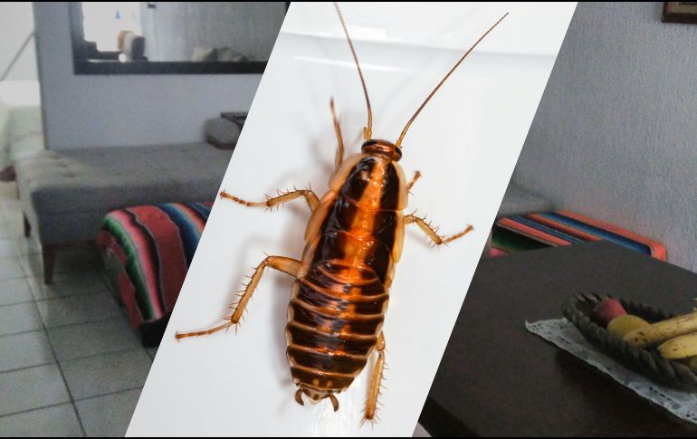 Tener cucarachas en tu hogar podría interpretarse como una señal para mirar hacia adentro y confrontar aquellos sentimientos que te impiden alcanzar tus metas. UNSPLASH / E. Karits / ESPECIAL / F. Flores