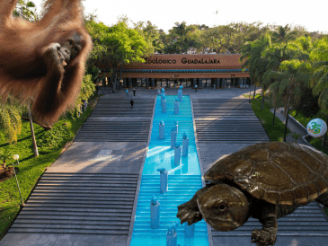 El caso más reciente es el del pasado mes de agosto, cuando el Zoológico Guadalajara reprodujo por primera vez bajo cuidado de profesionales un ejemplar de la tortuga conocida como 