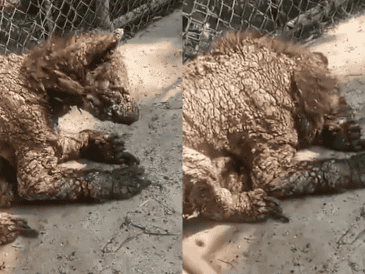 Ante la polémica por el video de una osa visiblemente decaída en sus instalaciones, el zoológico La Pastora emitió un comunicado. ESPECIAL/Facebook @Cristina Marmolejo