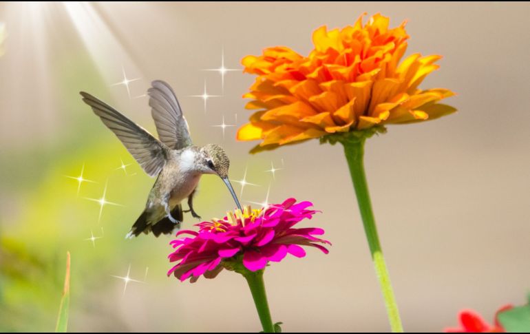 Convertir tu espacio en un refugio para colibríes y mariposas no solo embellece tu entorno, también contribuye a la conservación de estos polinizadores, fundamentales para el equilibrio de los ecosistemas. CANVA
