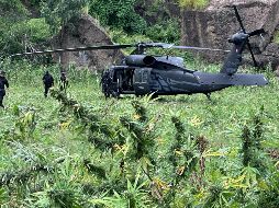 En total, se contabilizaron cerca de 35 mil 200 plantas de supuesta marihuana, con una altura de cerca de 1.8 metros. CORTESÍA/SSE