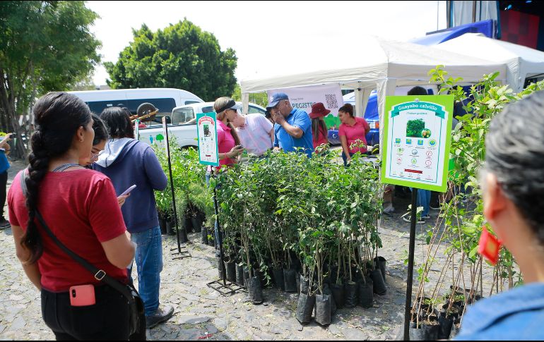 Los árboles se entregarán en actividades coordinadas por Cuidamos Guadalajara, en espacios públicos de gran afluencia como tianguis, mercados, plazas y áreas recreativas. EL INFORMADOR/Archivo
