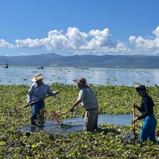 Retiran 150 toneladas de lirio del Lago de Chapala