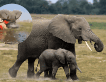 Se viraliza video en el que un elefante ataca a turistas en un safari. EFE / ARCHIVO / ESPECIAL / X  / @elmundoes