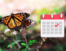 La mariposa monarca es considerada un símbolo de transformación, resiliencia y continuidad. NTX / ARCHIVO