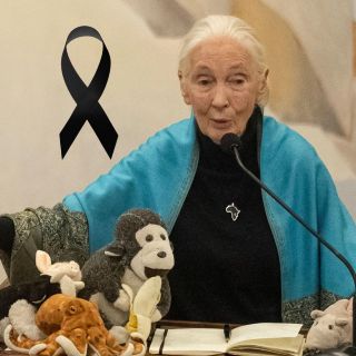 Fallece Jane Goodall, la reconocida investigadora de chimpancés