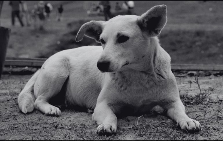 No tengas miedo de reconocer que te duele la ausencia de tu perro, ese será un buen inicio para admitir que necesitas procesar su pérdida. SUN / ARCHIVO
