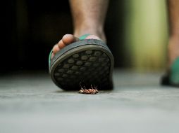 El uso de plantas con propiedades repelentes se ha convertido en una alternativa práctica y natural. ESPECIAL/Unplash