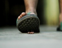 El uso de plantas con propiedades repelentes se ha convertido en una alternativa práctica y natural. ESPECIAL/Unplash