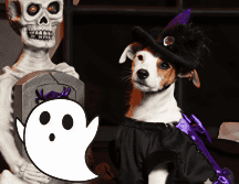 Te presentamos los disfraces más lindos y aterradores para las mascotas. ¡No desaproveches estas booenas ofertas! ESPECIAL / Liverpool