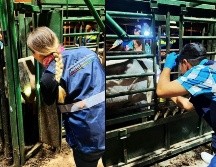 SADER Jalisco, en coordinación con ASICA Jalisco, realiza vigilancia permanente en los corrales certificados. CORTESÍA